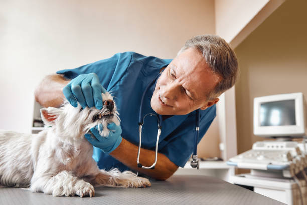 Best Emergency Dental Surgery in Nikiski, AK
